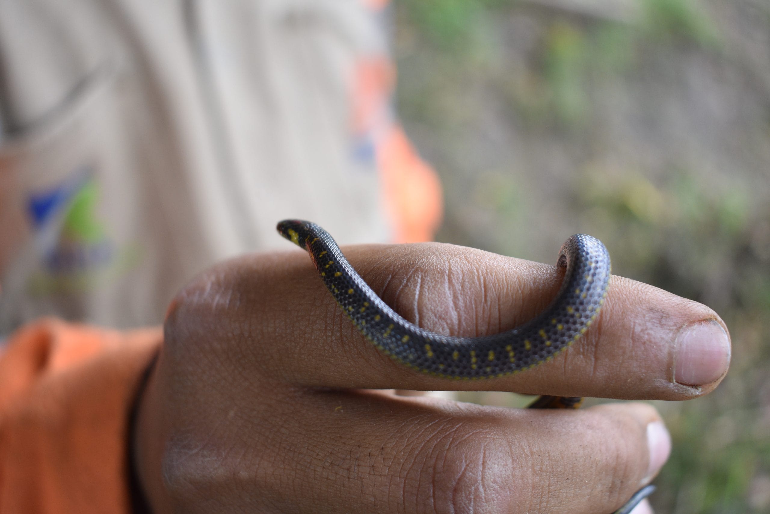 Avistamiento de fauna