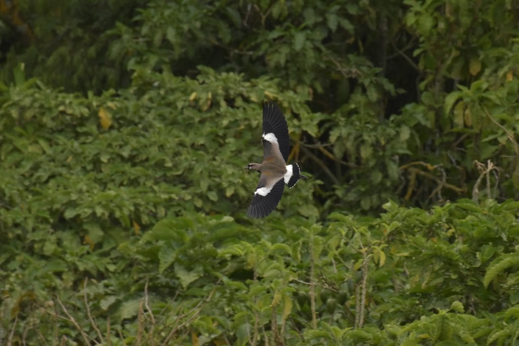 Edgar Daniel Gutiérrez Sánchez - Ave en vuelo